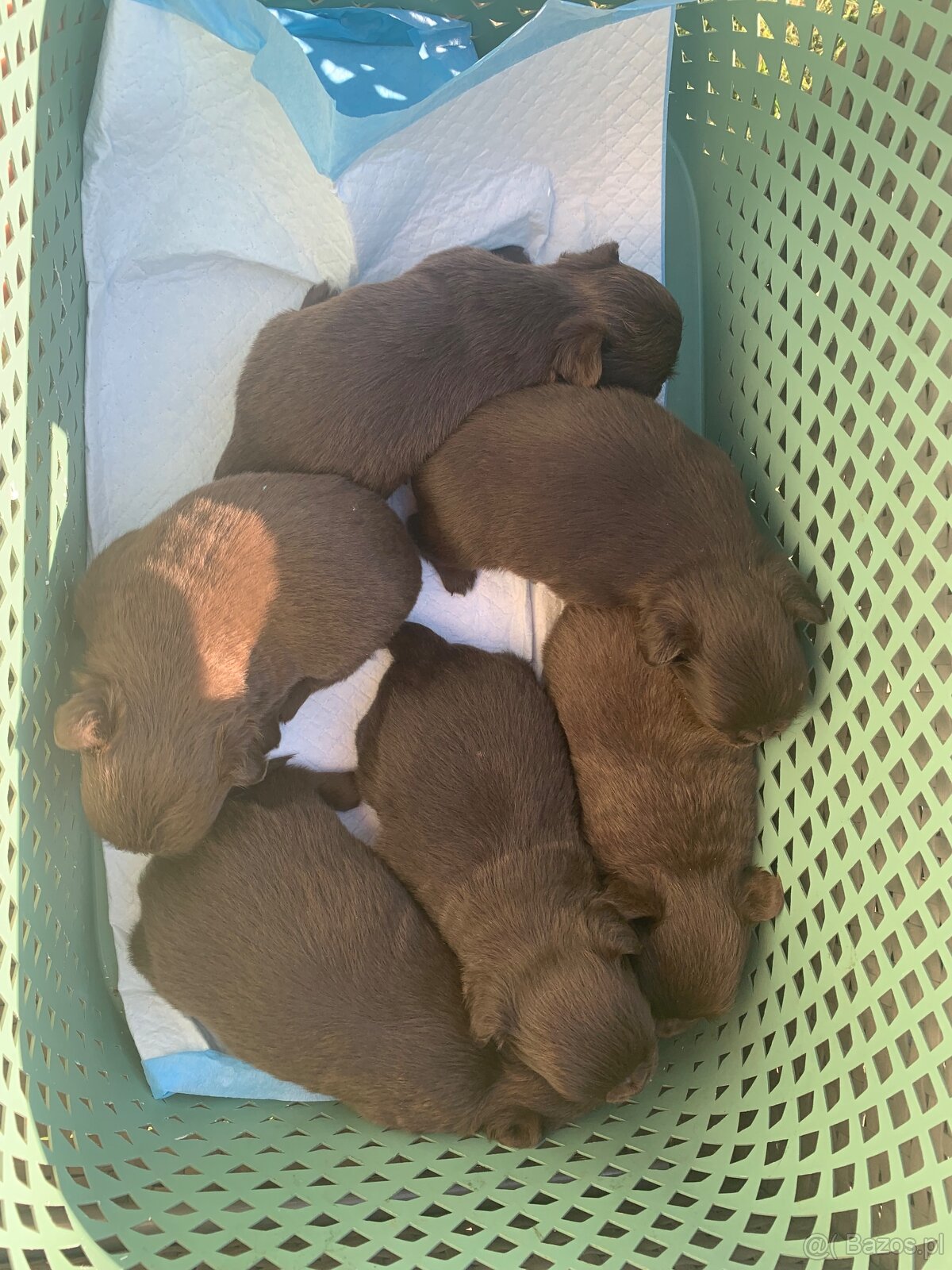 Chihuahua - 6