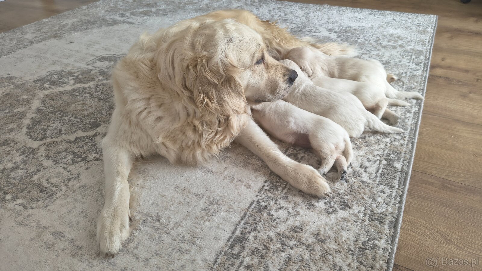 Szczenięta Golden retriever - 6