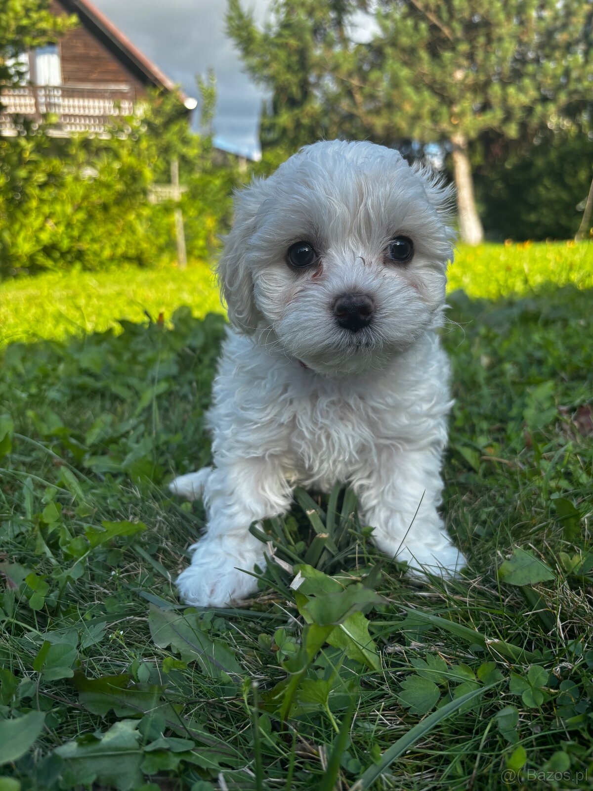 Szczeniaki maltipoo maltańczyk chłopcy - 6