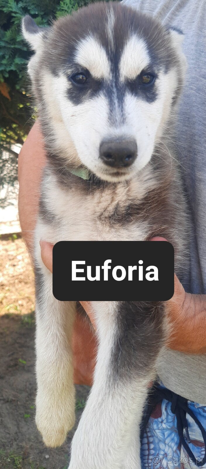 Syberiany husky - 6