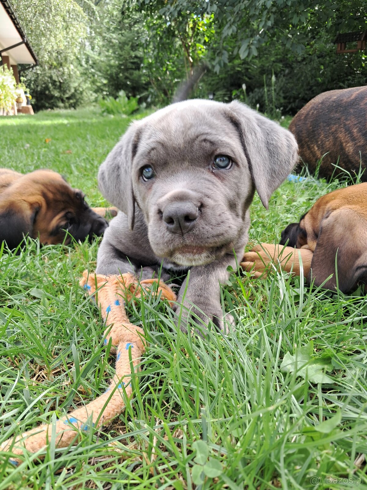 Urocze Cane Corso - 6