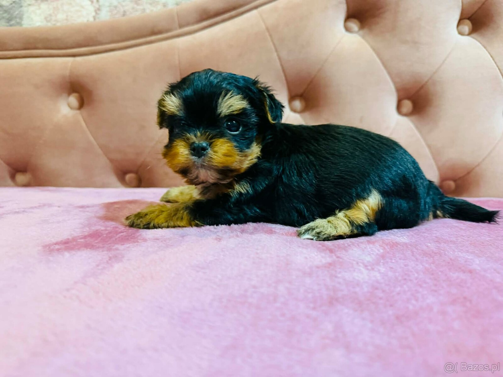 York Mega Piękny Luxusowy. Cudna Buzia. - 6