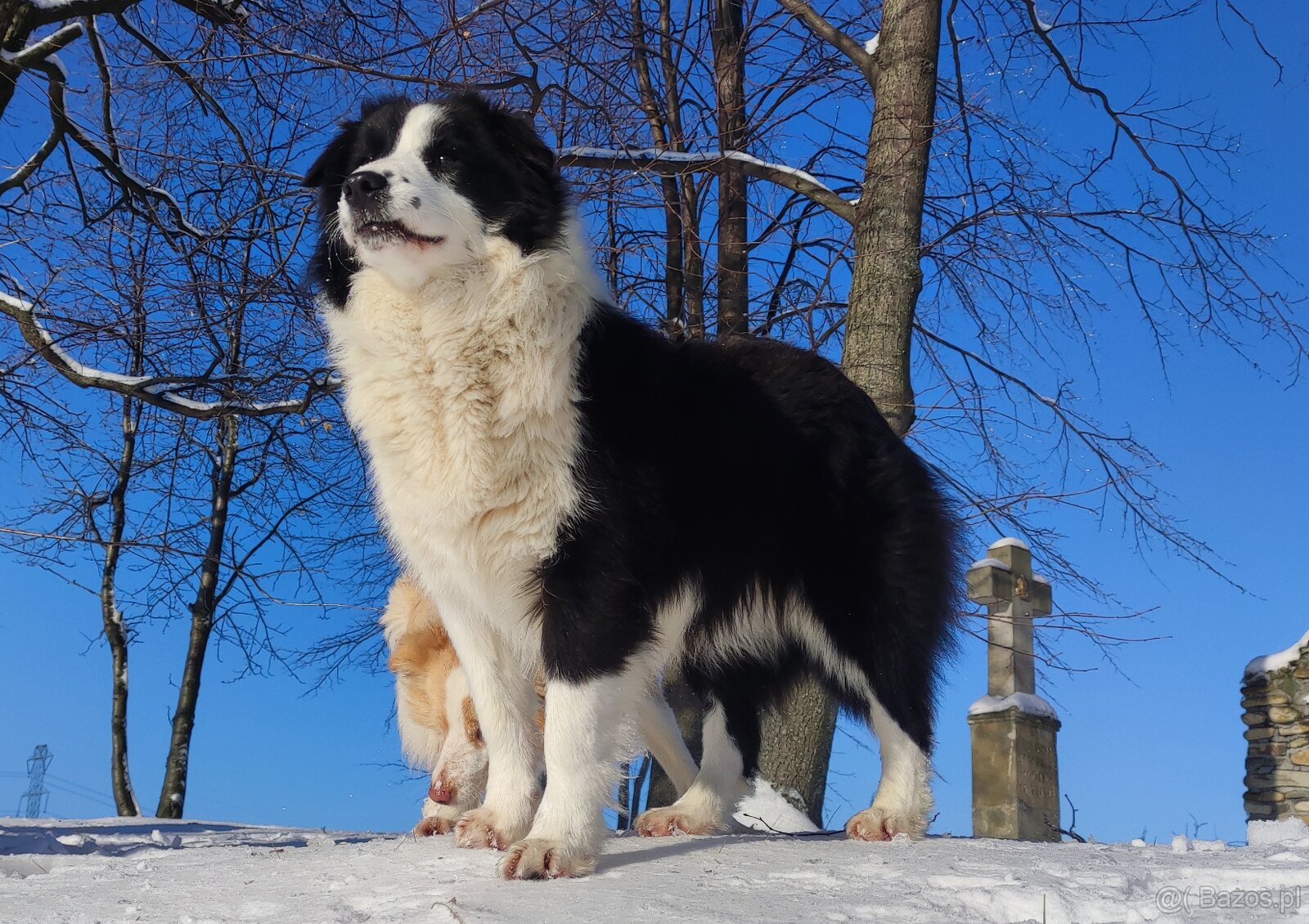 NUKA - Rasowa Suczka BORDER COLLIE z Hodowli - Szczenię z pe - 6