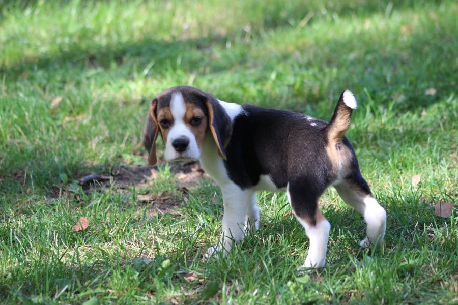 Piesek Beagle ZKwP (FCI) po Championie - 6