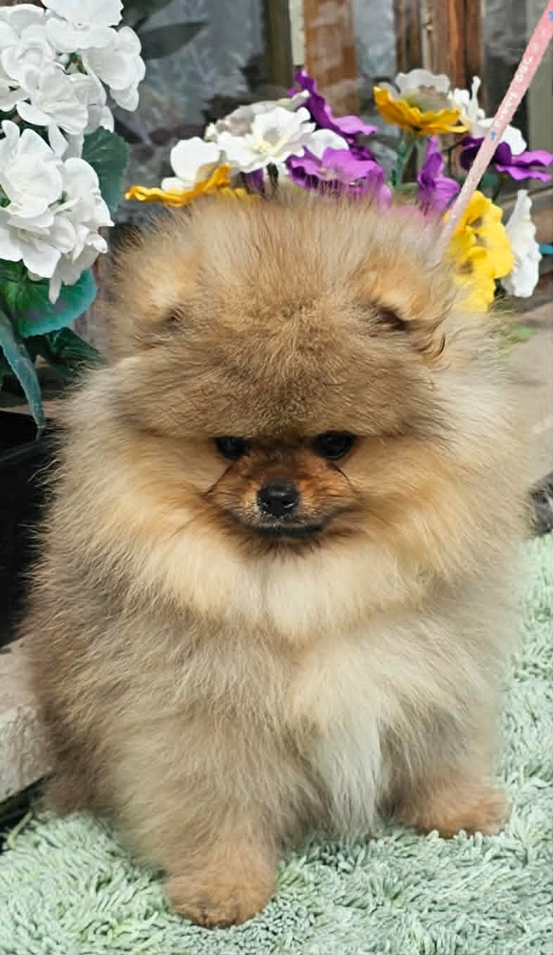 Szpic miniaturowy pomeranian piękne szczenięta. - 6