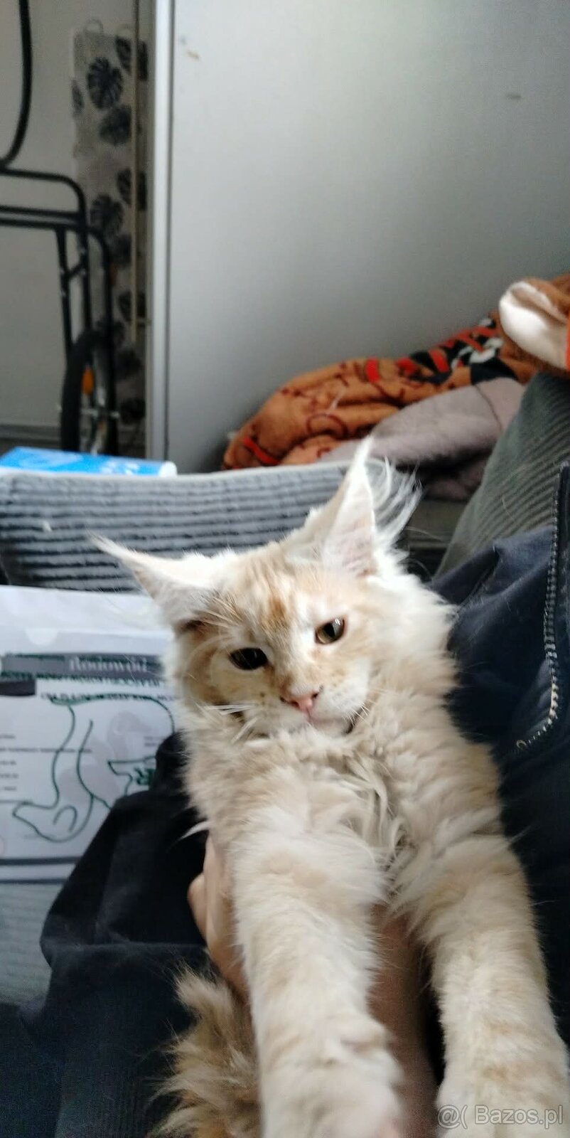 Maine Coon kocięta - 6