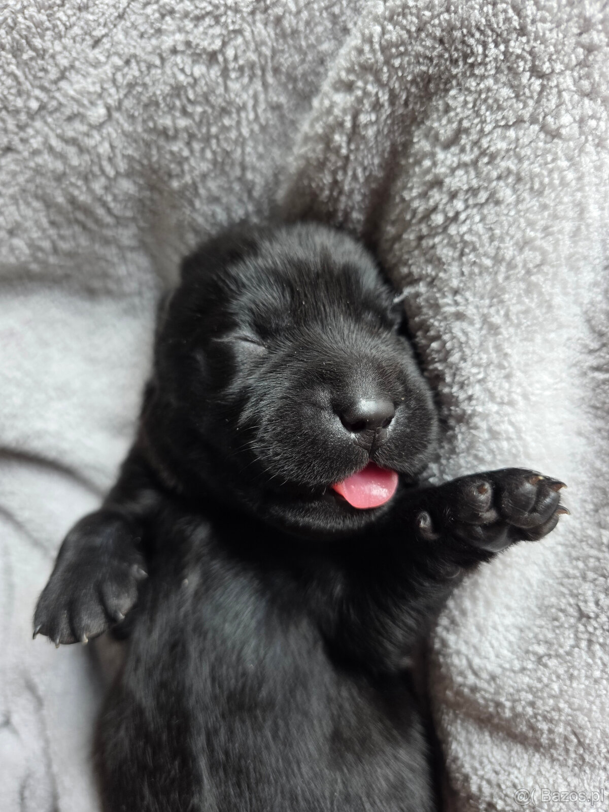 Labrador czarne ZKwP (FCI) szczenięta po Championie, suczki - 6