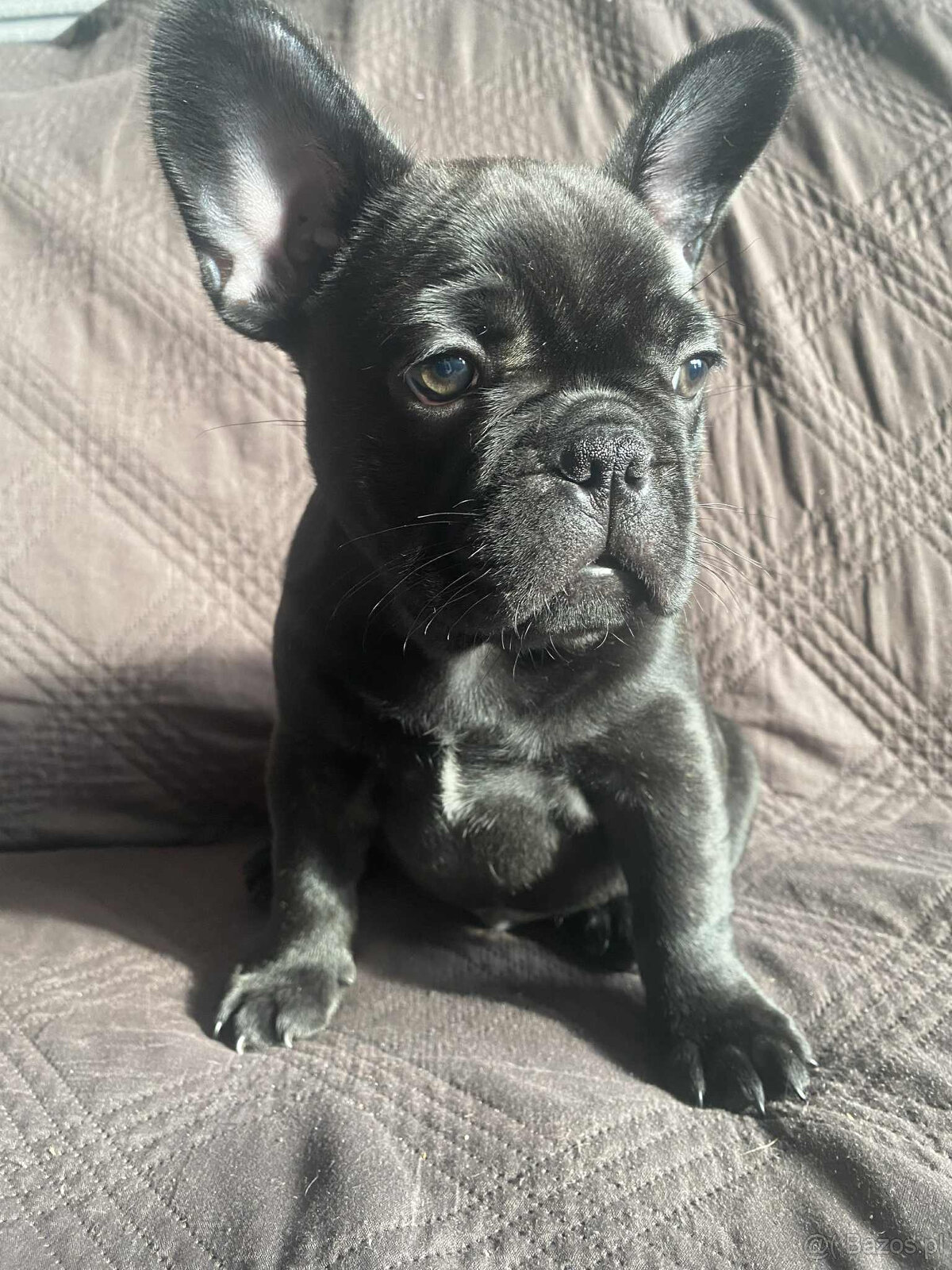 Buldog francuski - 6