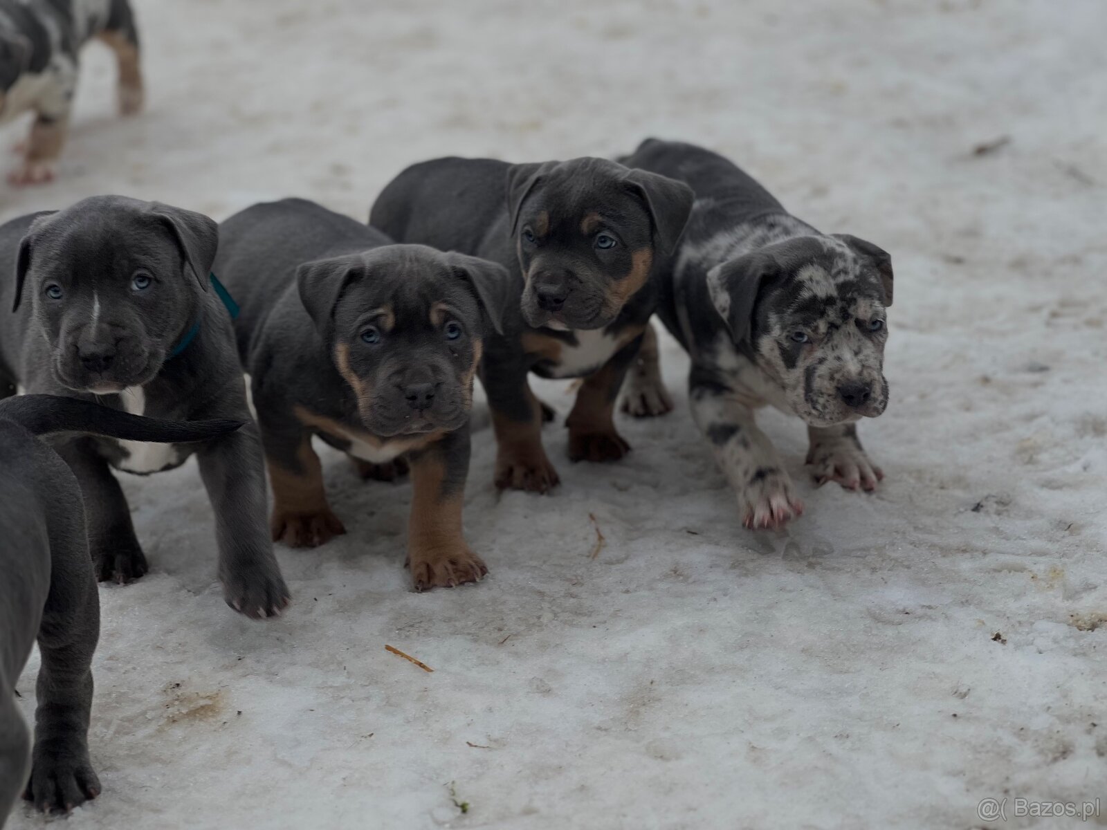 American bully XL s PP - 6