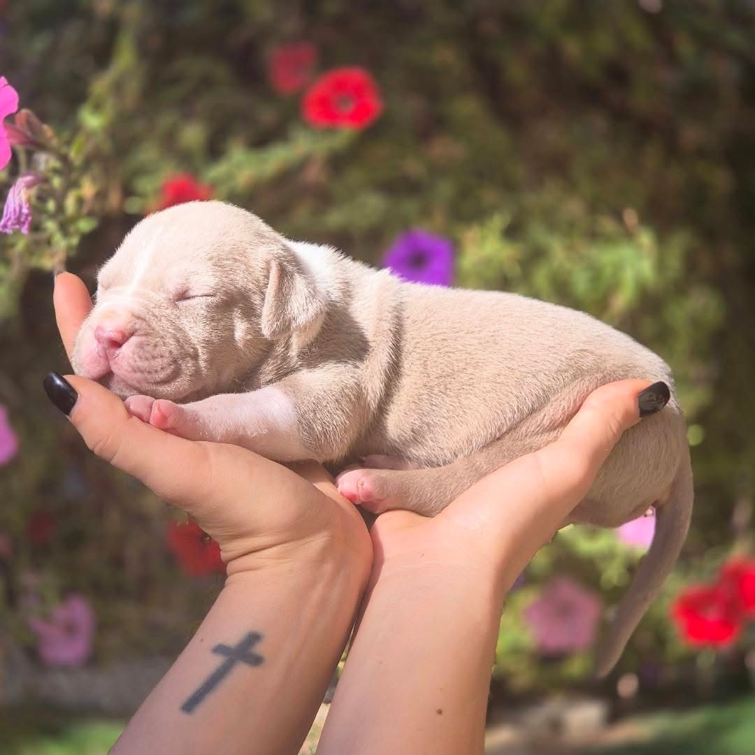 American Bully Xl - 6