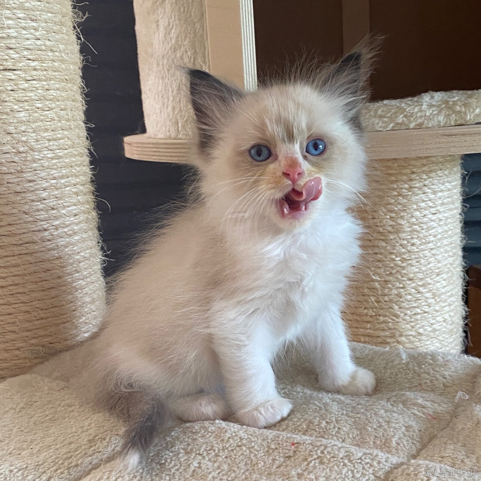 Kotki Ragdoll najspokojniejsza rasa kotów na świecie - 6