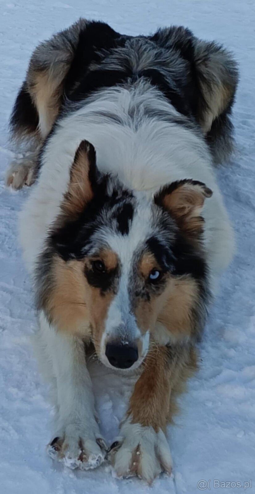Owczarki szkockie - 6