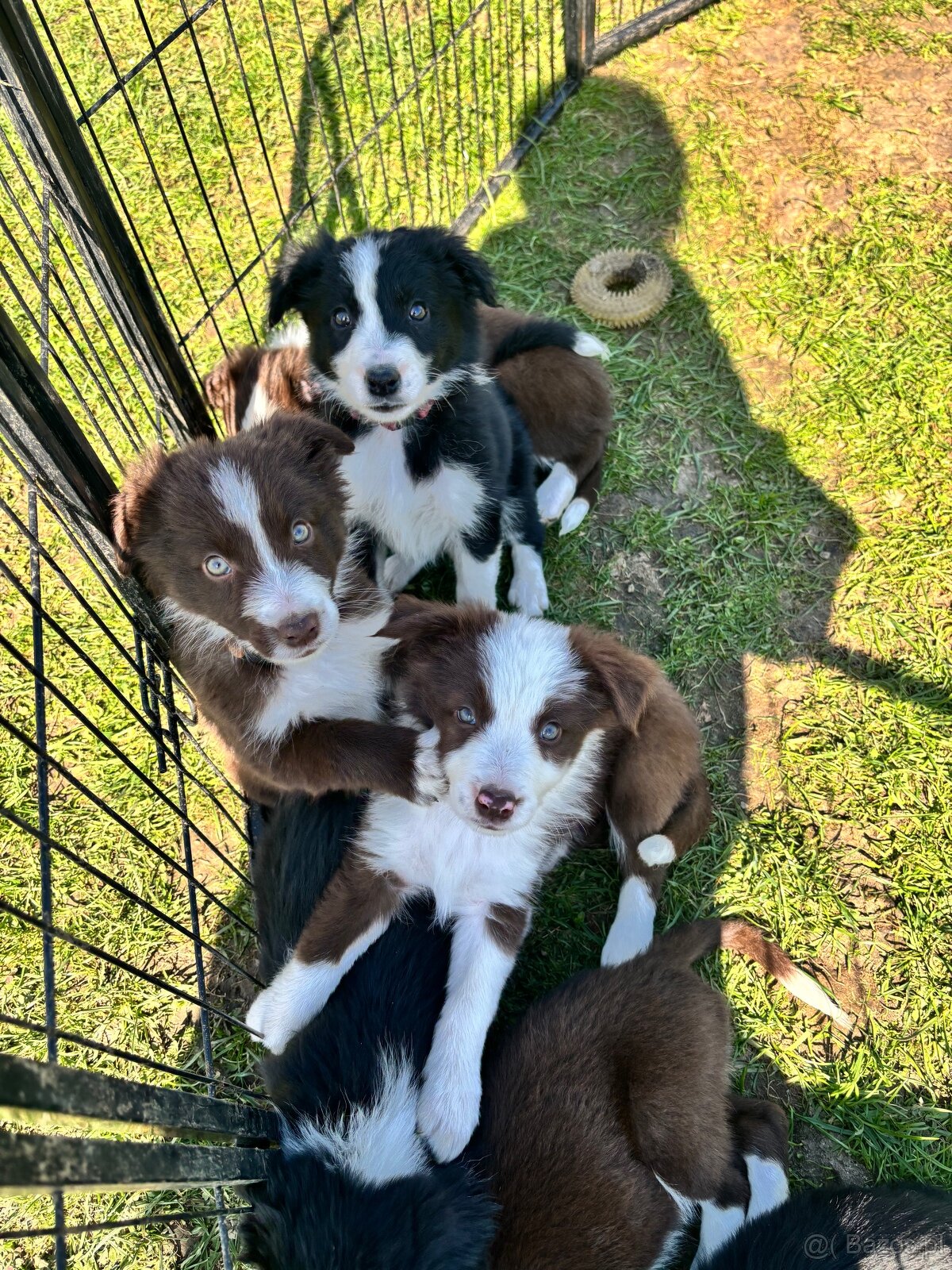 Brązowo biała Suczka - 6