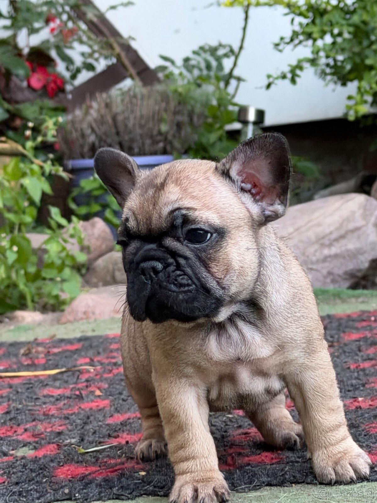 Buldog Francuski - 6