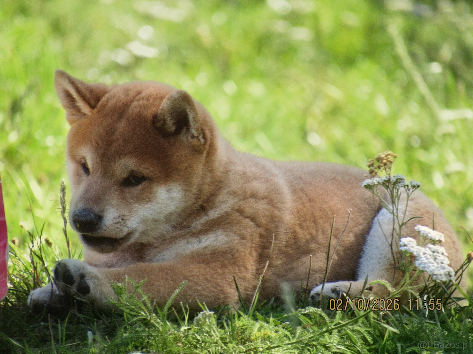 Dwoje szczeniąt Shiba Inu ur.07.08.2026r. - 6
