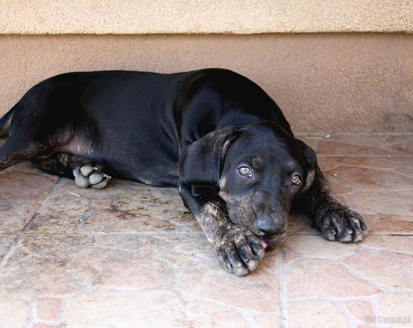 Loisiana Catahoula s pp Słowacja - 6