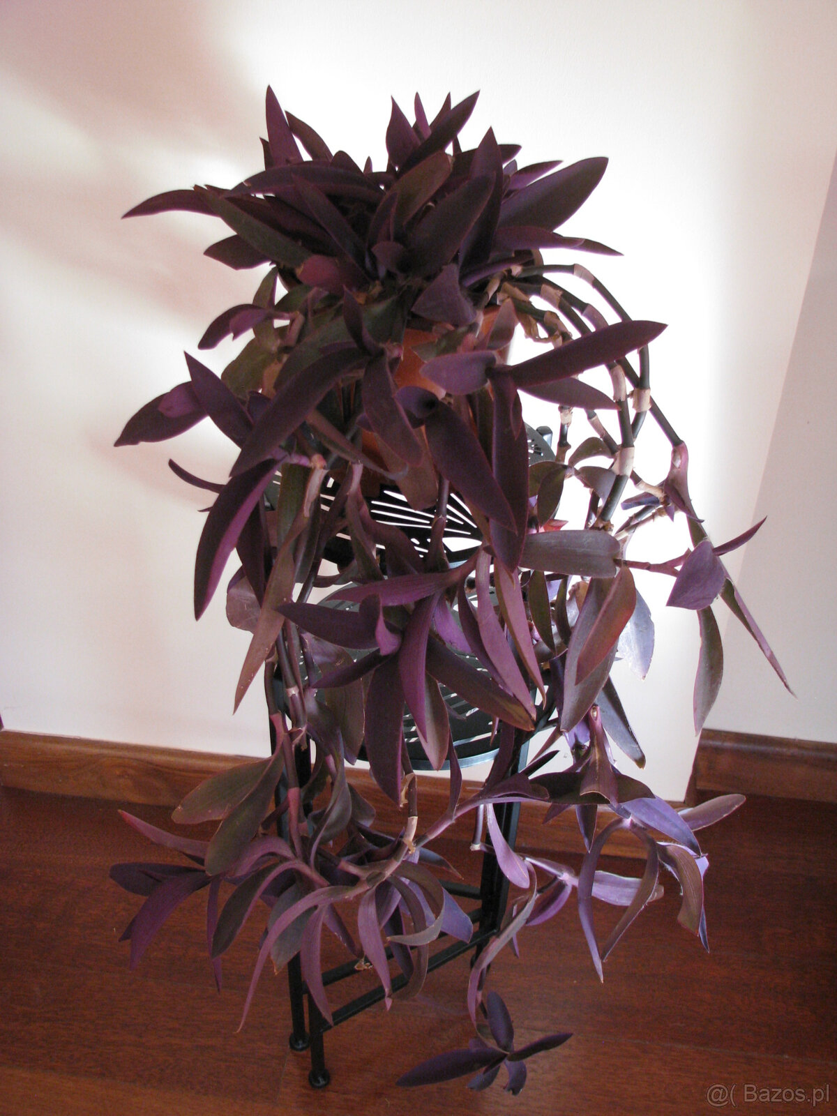 Trzykrotka purpurowa tradeskancja setkrezja fioletowa roślin - 6