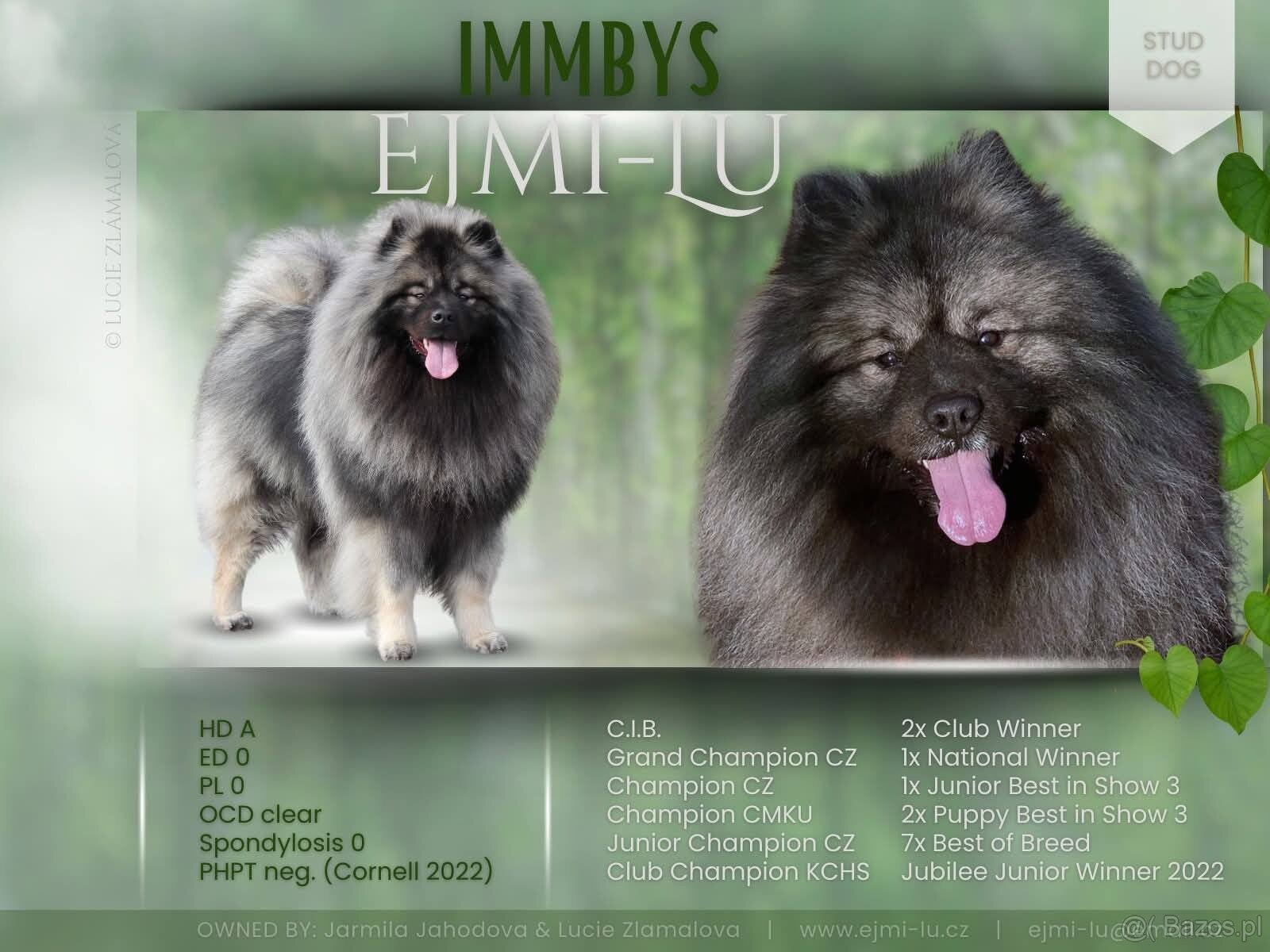 Wilczy szpic / Keeshond polecam rodowodowe szczenieta - 6