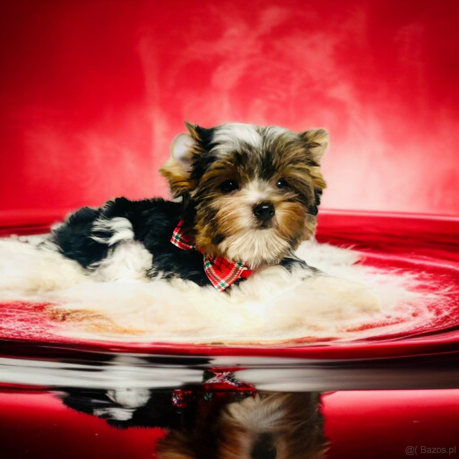 York Biewer - cudeńko - możliwy legalny wyjazd z Kraju. - 6