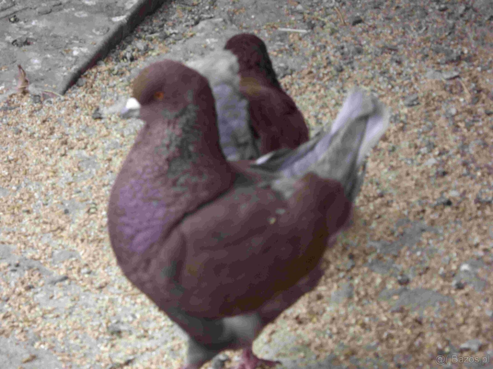 sprzedam gołębie - 6