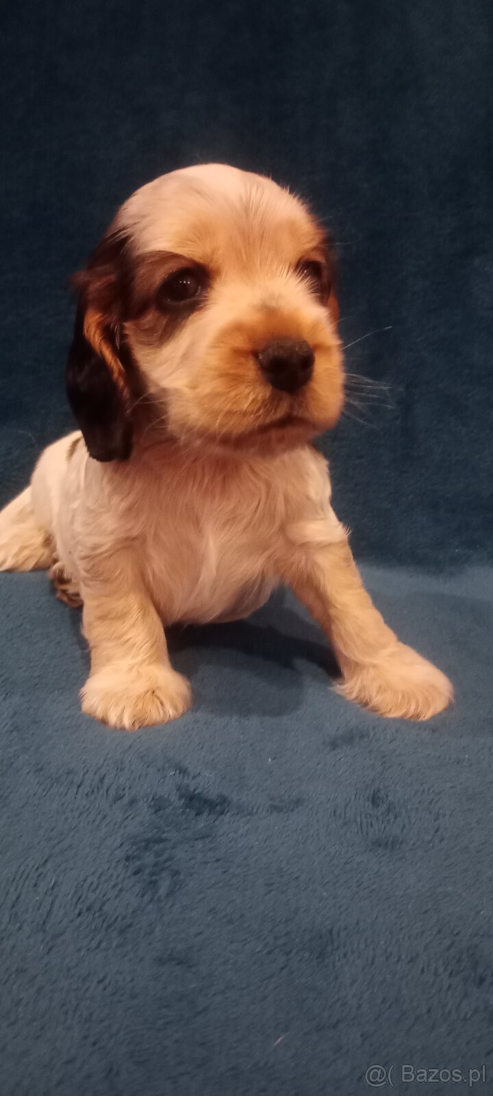 Cocker spaniel angielski - 6