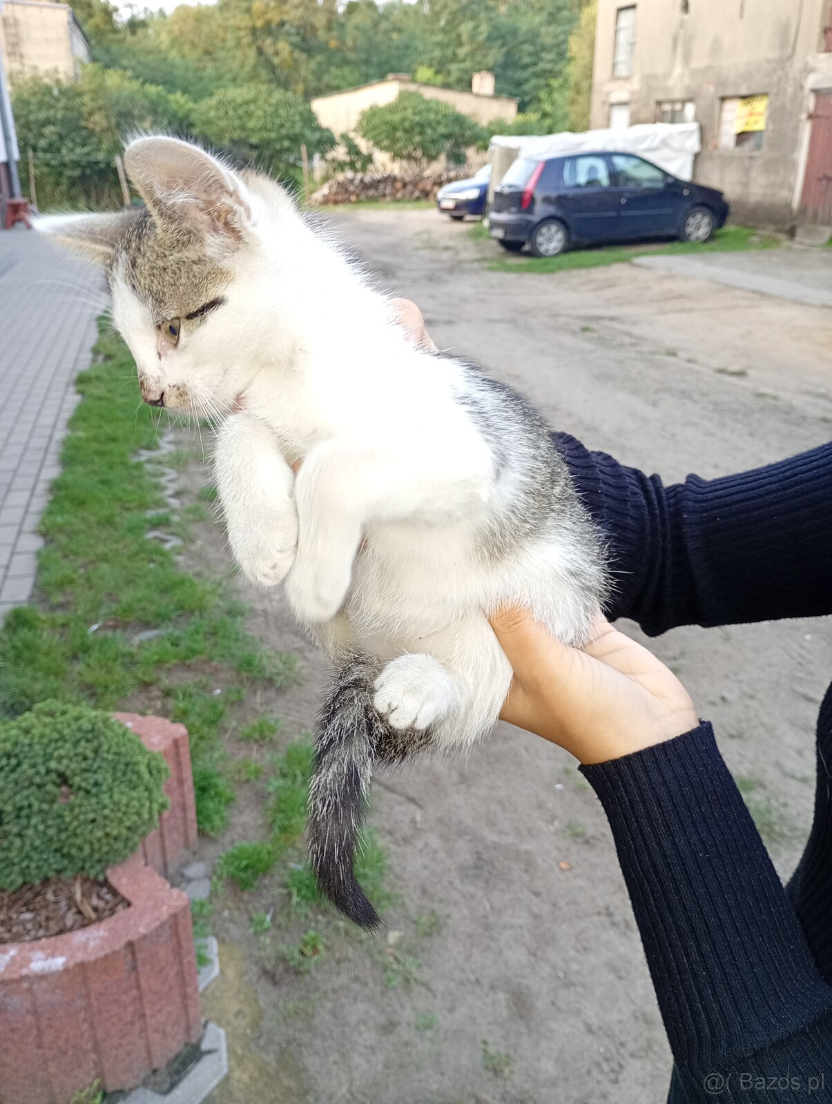 Oddam kotki w dobre ręce - 6