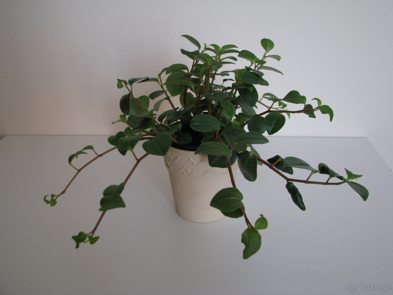 Mulenbekia – piękna zdrowa roślinka ozdobna - 6