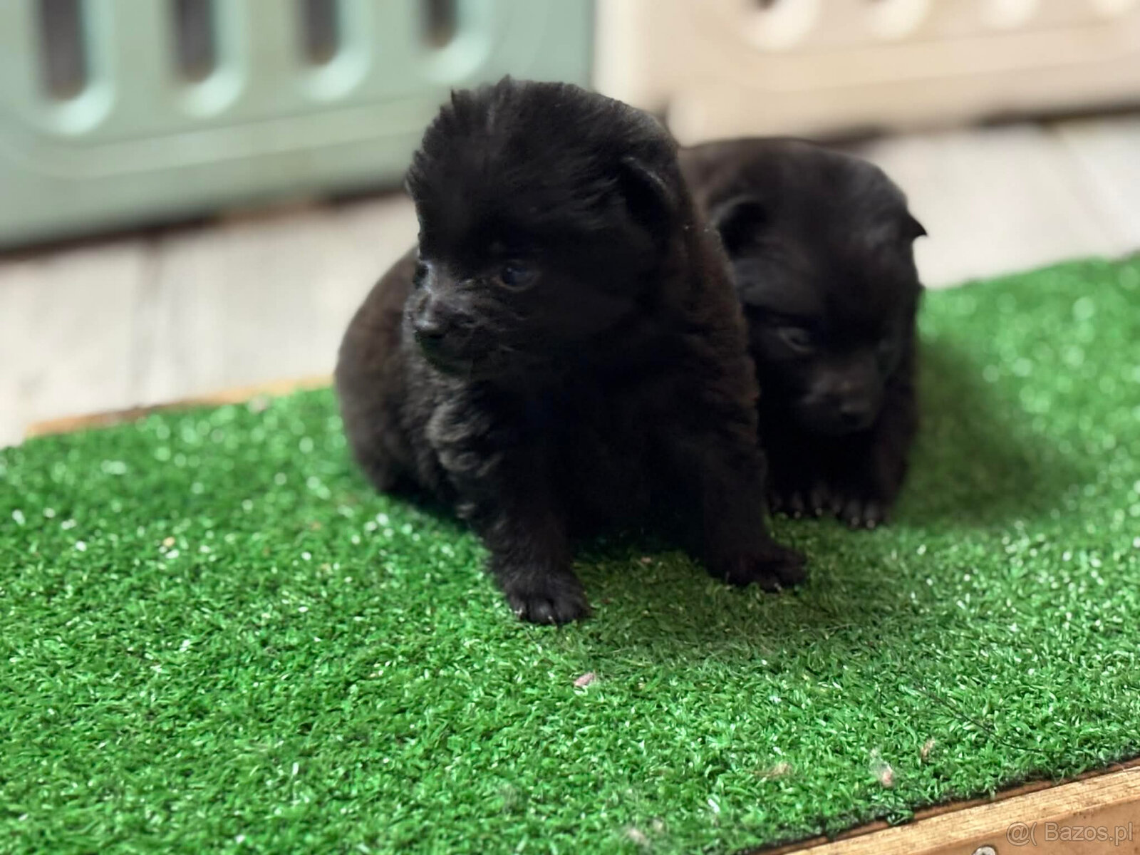 Schipperke - szczenięta mini owczarek belgijski - 6