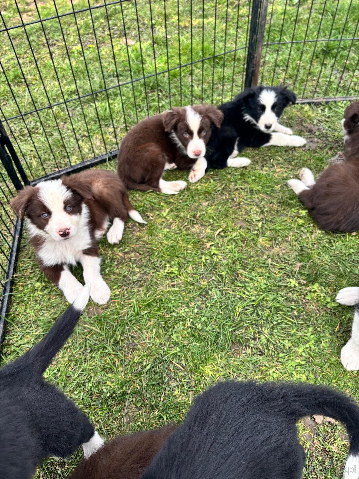 Suczka brązowo biała border collie - 6