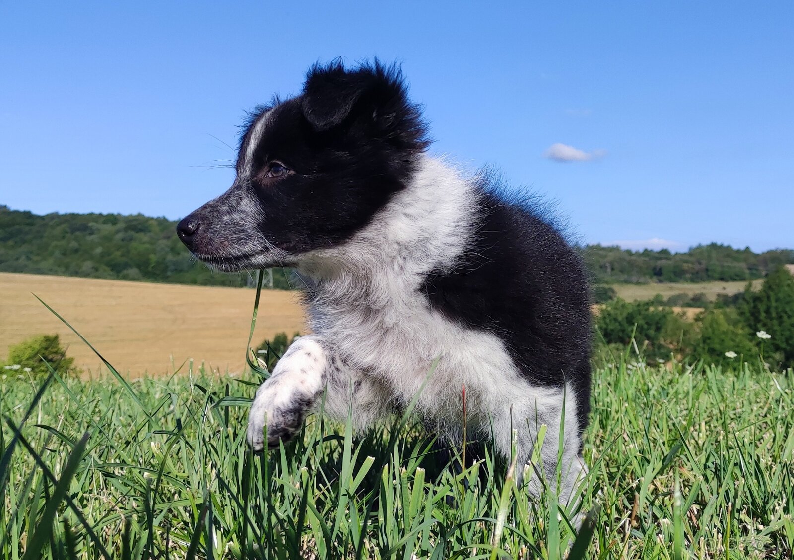 Prześliczna Suczka BORDER COLLIE - pełna dok. super rodzice - 6