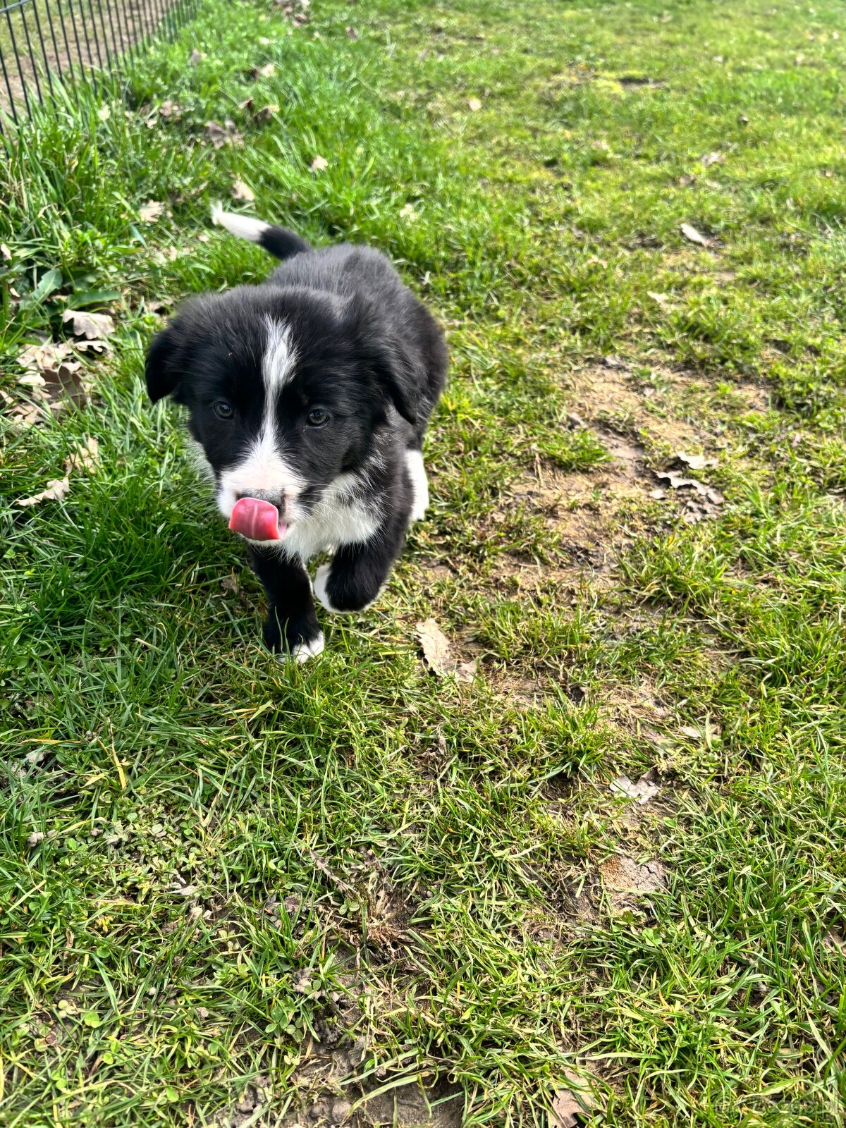 Czarno biała suczka Border collie - 6