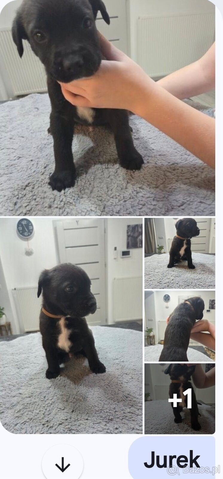 Oddam za darmo w dobre ręce - 6