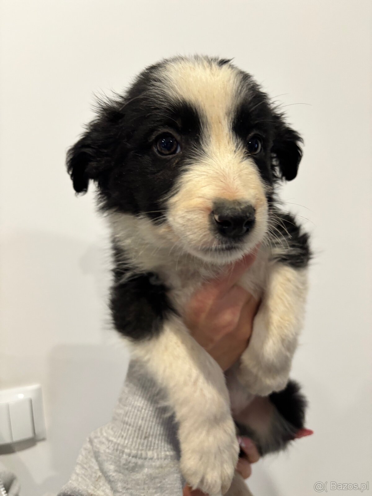 Piesek border collie czarno biały - 6