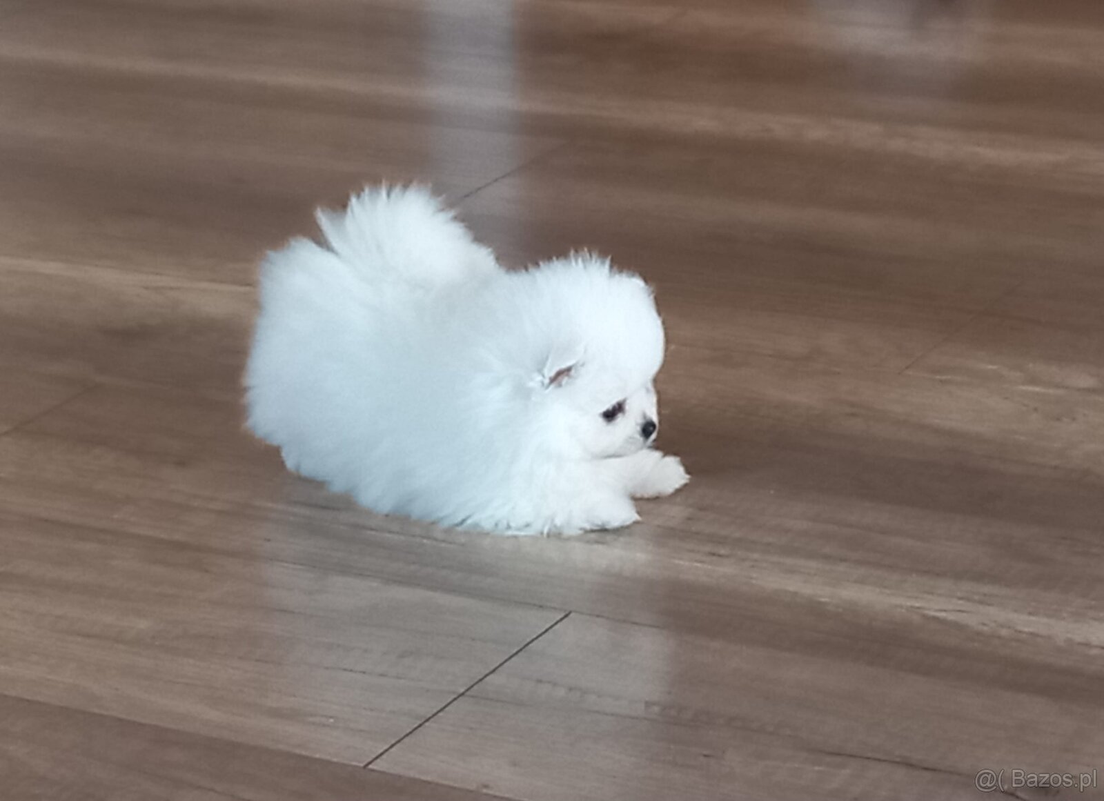 Szpic miniaturowy pomeranian - 6