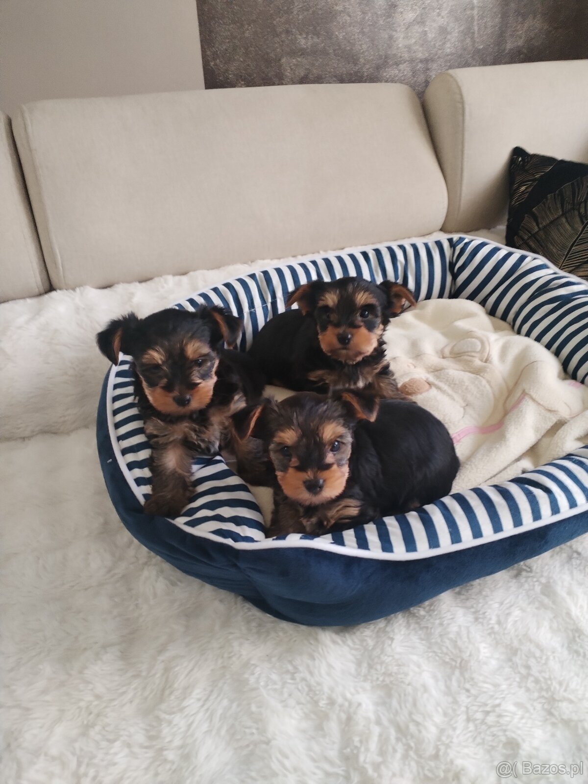 Yorkshire terrier suczka - 6