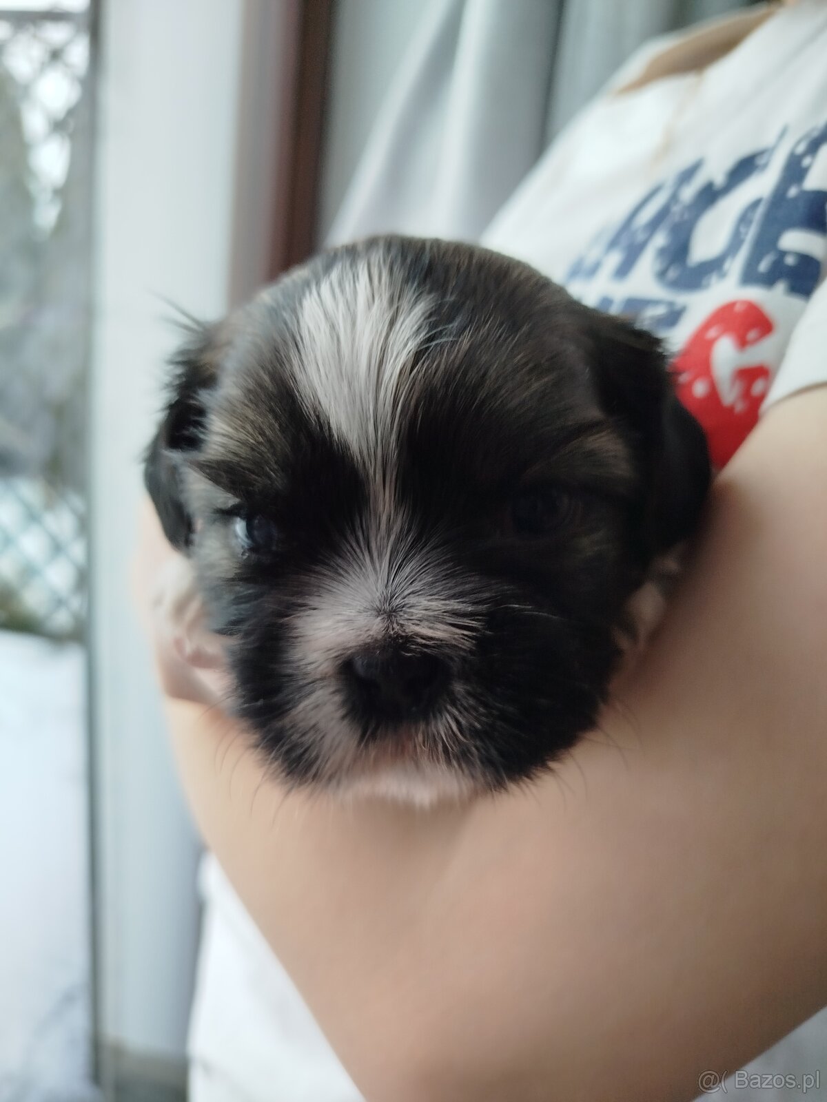 Pies rasy Shih Tzu z rodowodem - 6