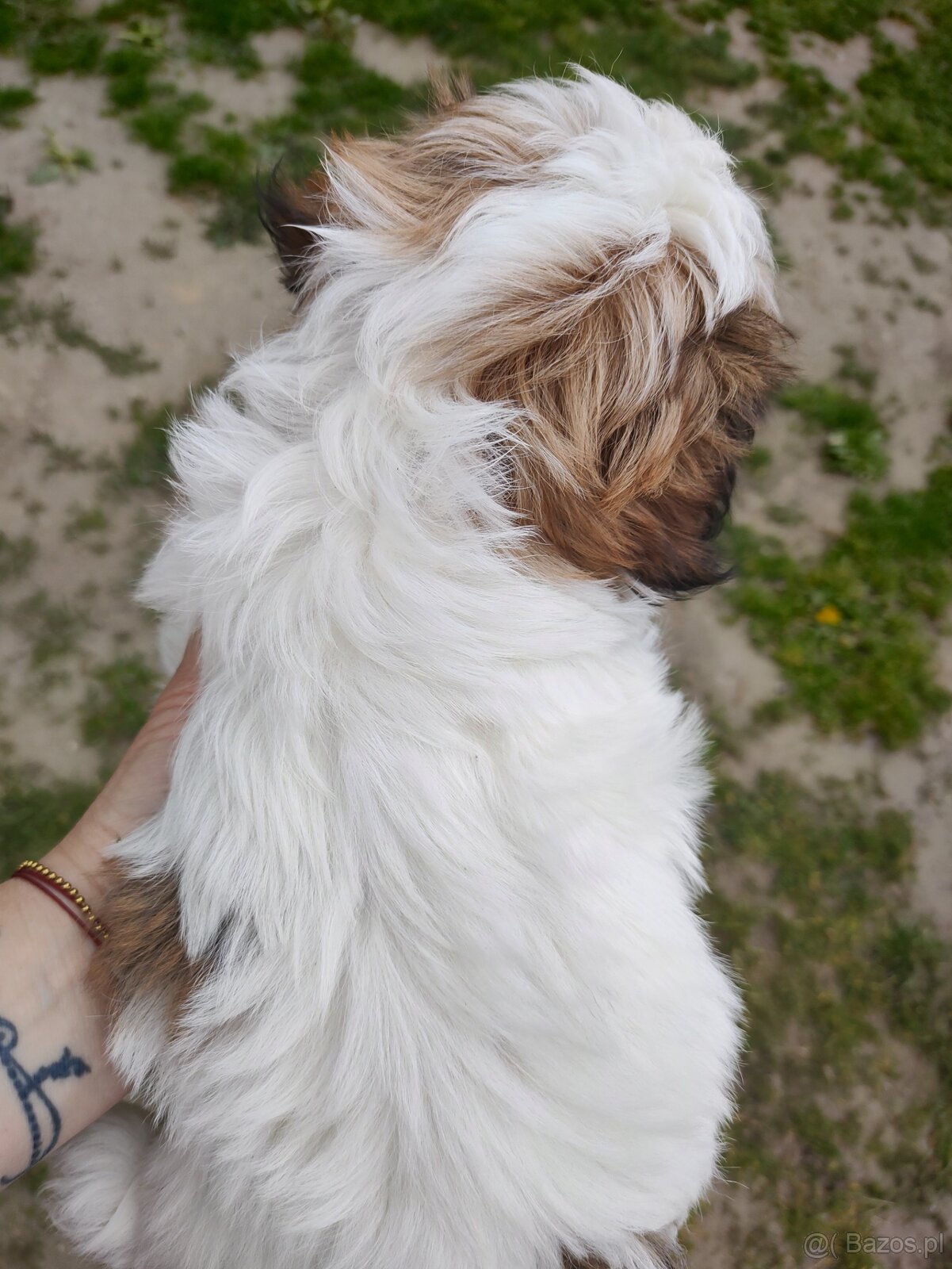 Suczka shih- -tzu - 6