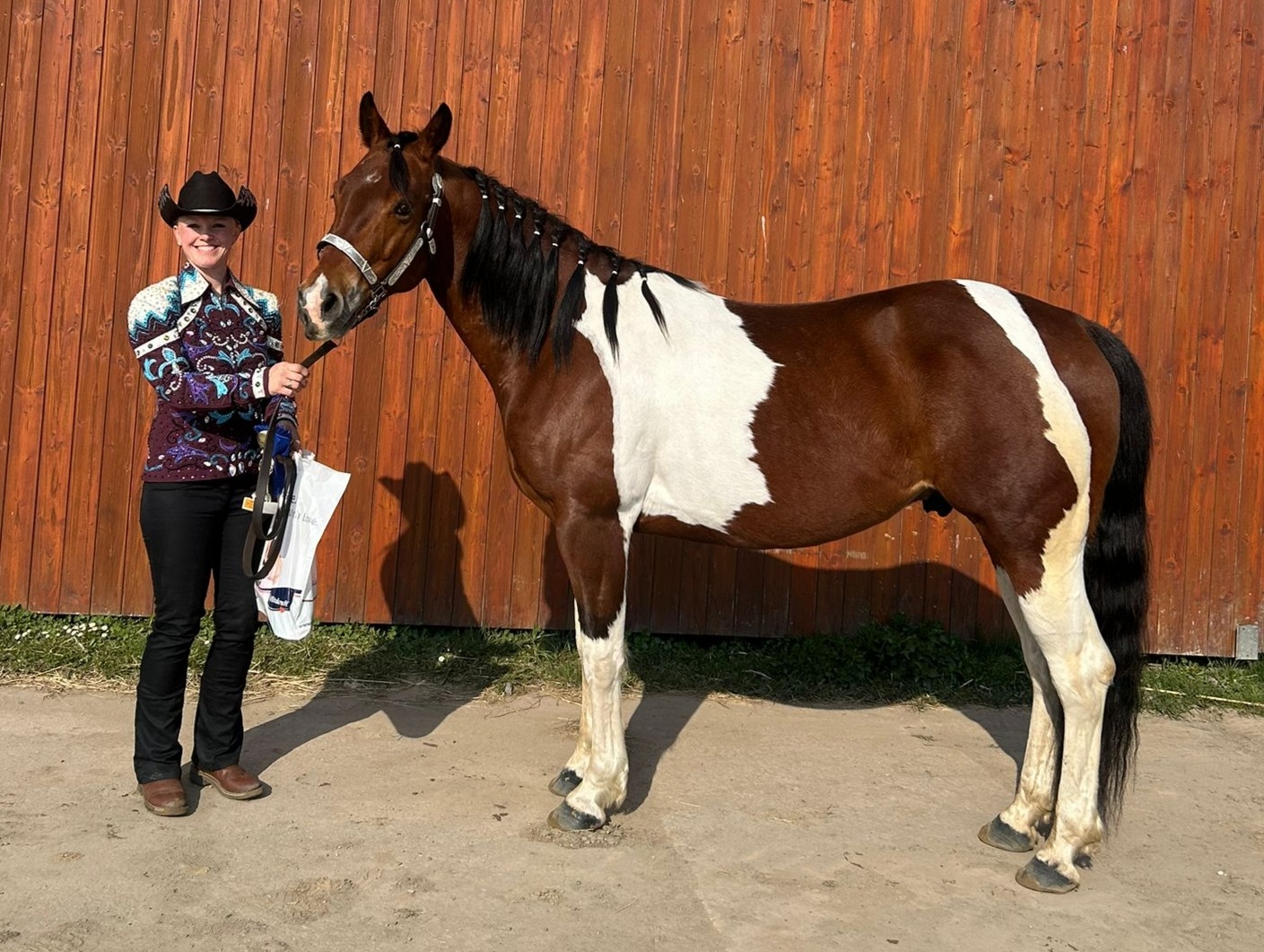 APH gelding bay tobiano - 6