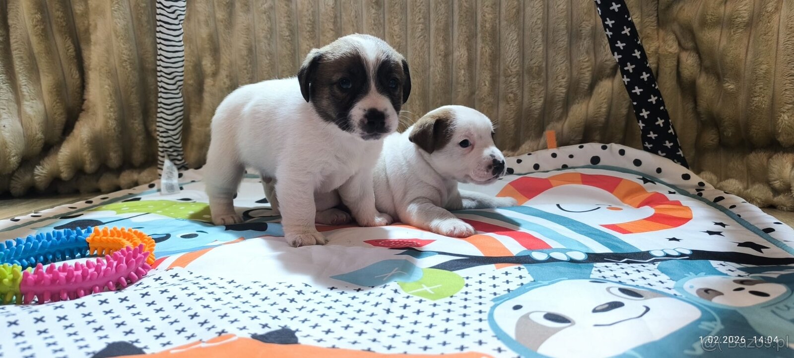 Jack Russell terrier - 6