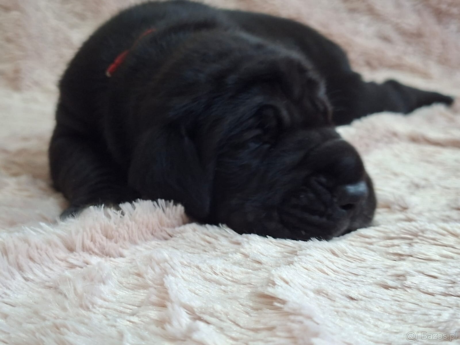 Dog niemiecki - 6