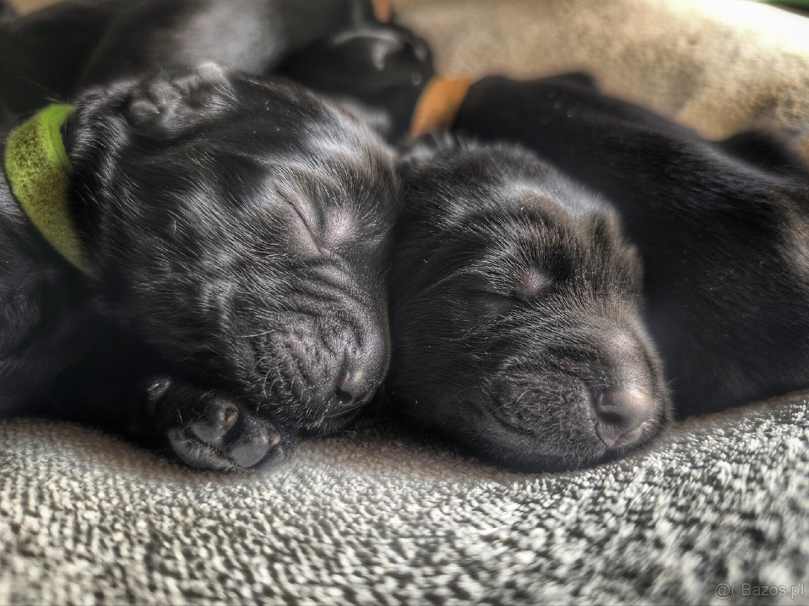Flat coated retriever - Rezerwacja szczeniąt FCI - 6
