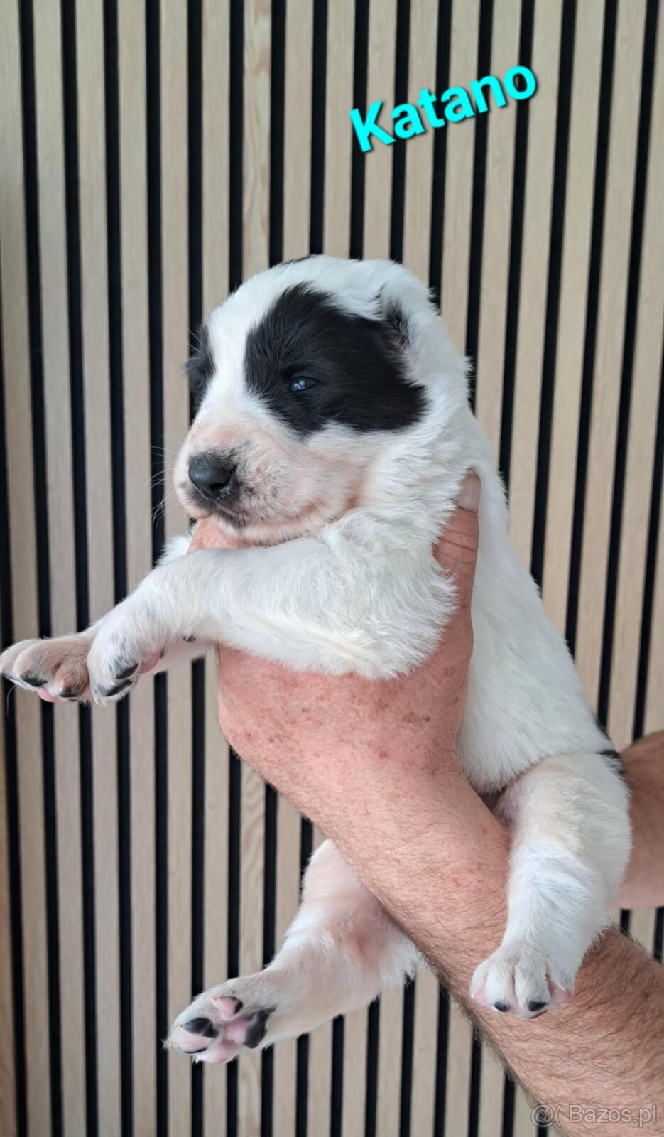 Owczarek środkowoazjatycki ... szczenięta FCI - 6