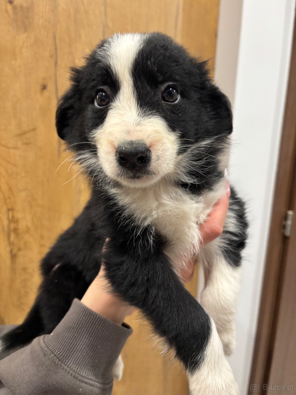 Szczeniaki border collie - 6