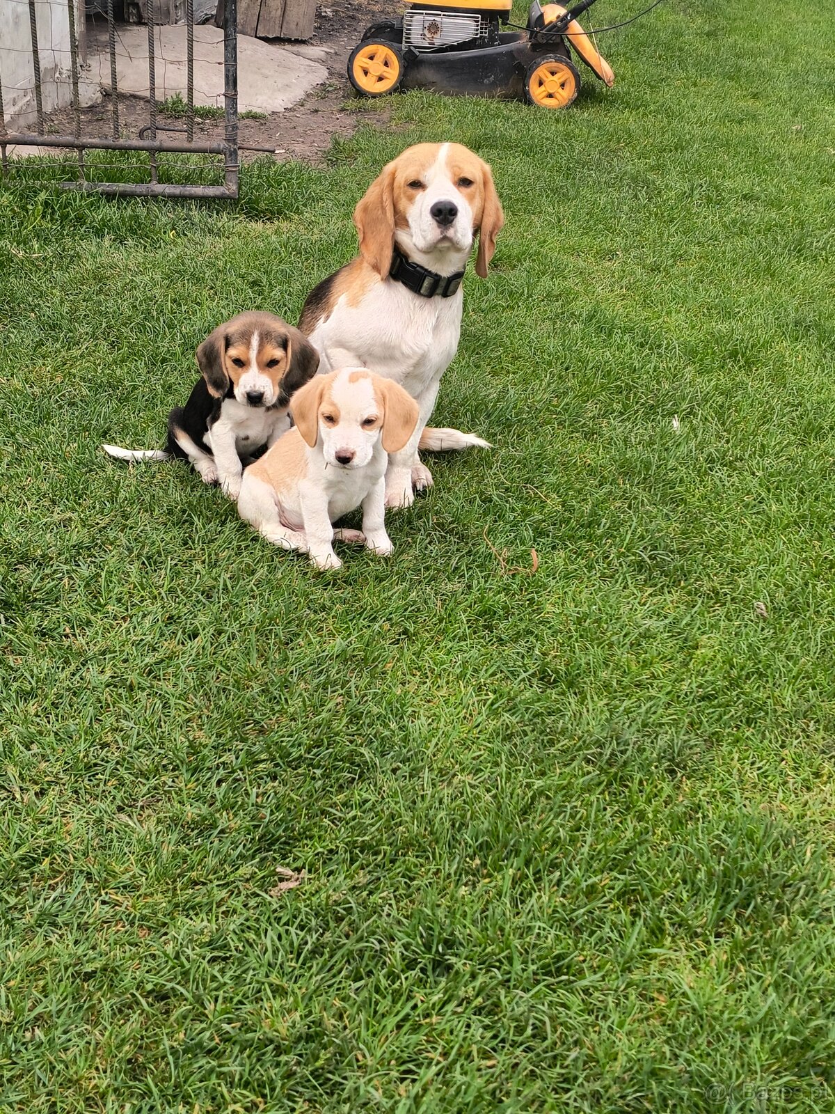 Beagle tricolor - 6