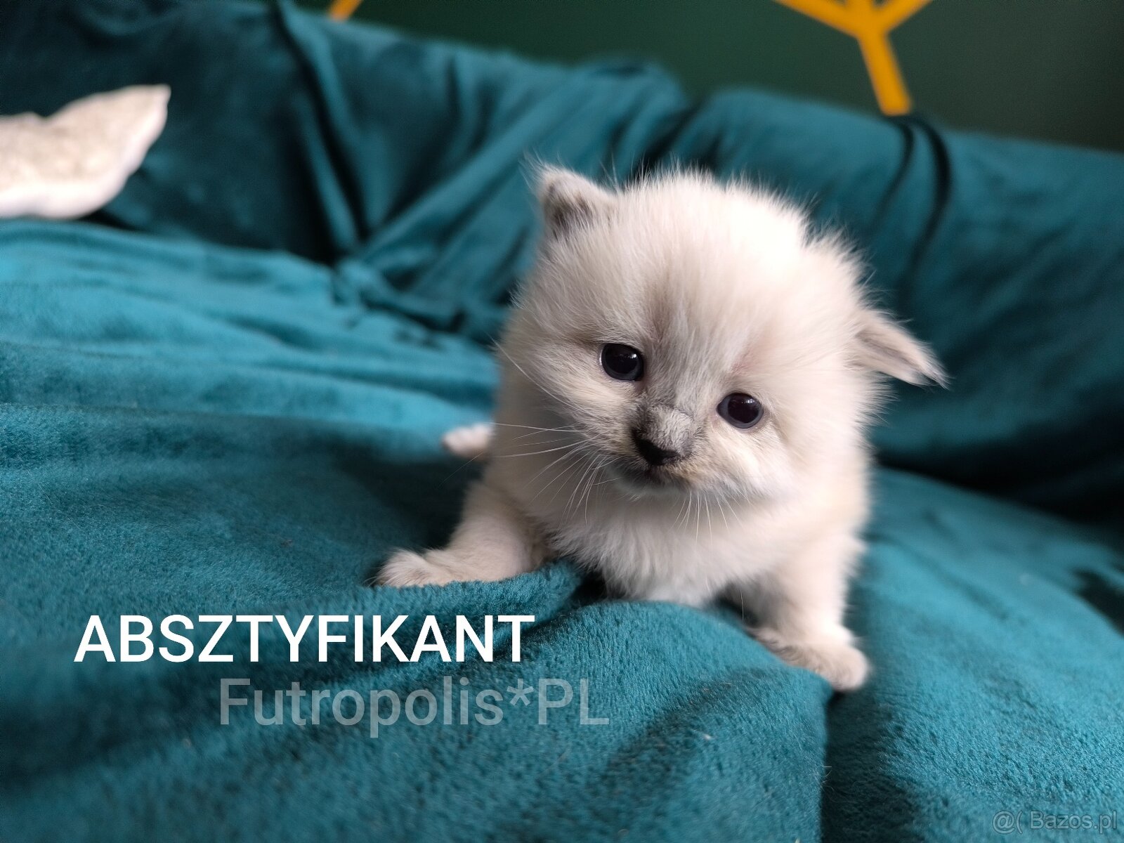 Syberyjskie kocięta - 6