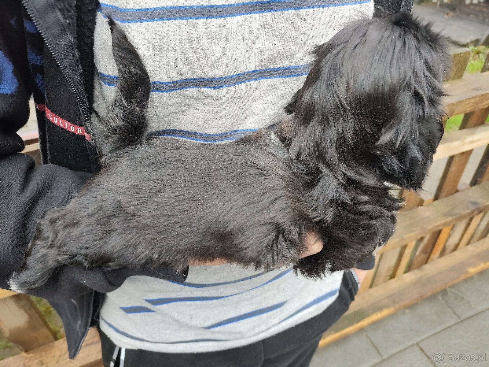 Suczka shih-tzu - 6
