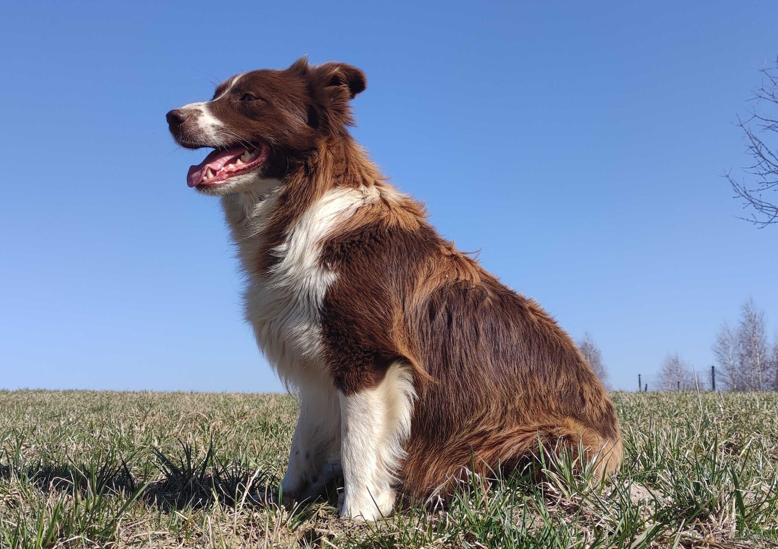 Rasowy Pies Border Collie - TOMI z pełną dok. z hodowli - 6