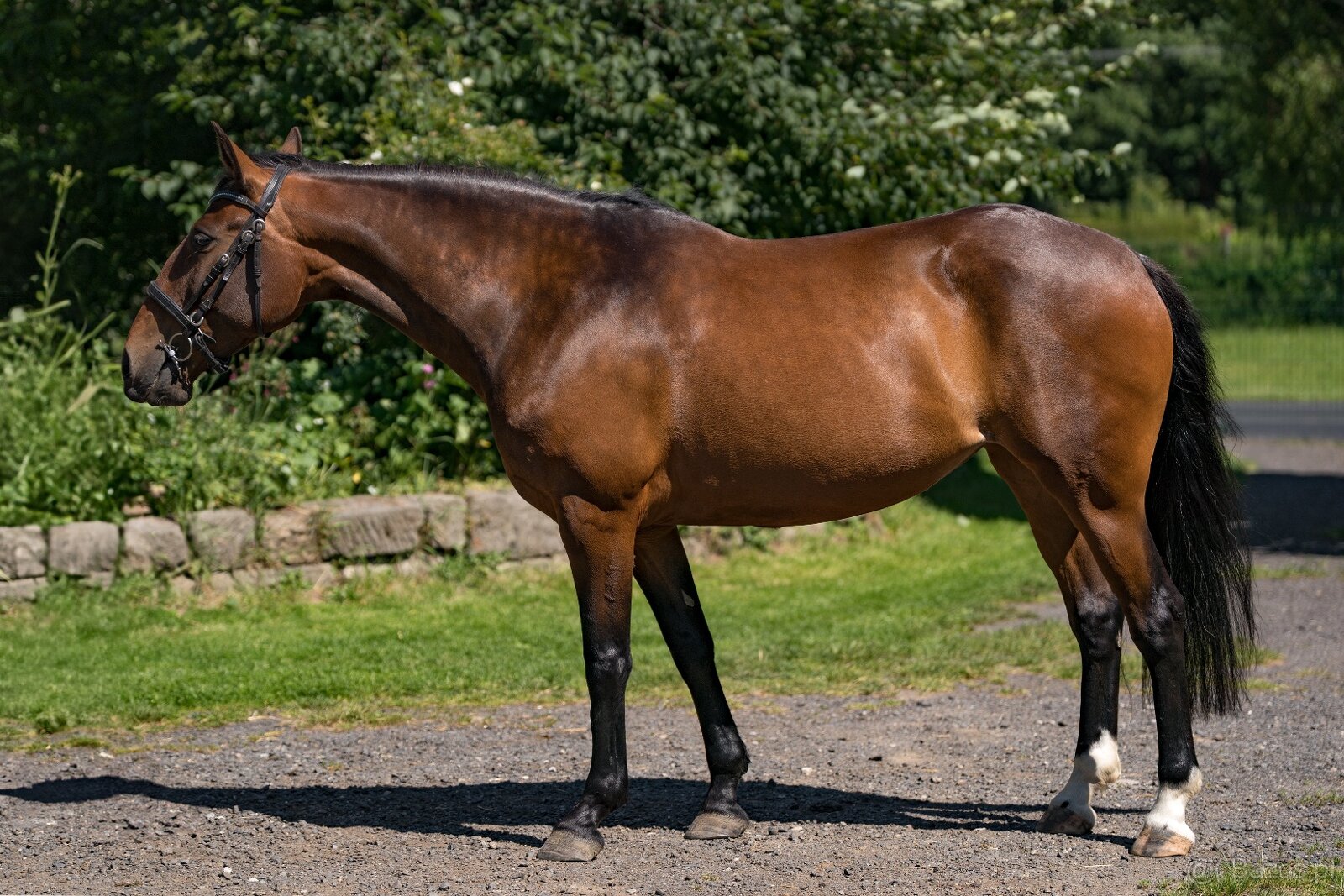 Napa - Lusitano mare - 6