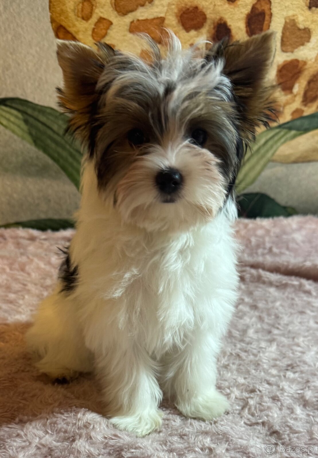 Suczka Biewer Yorkshire Terrier FCI / ZKwP - 6