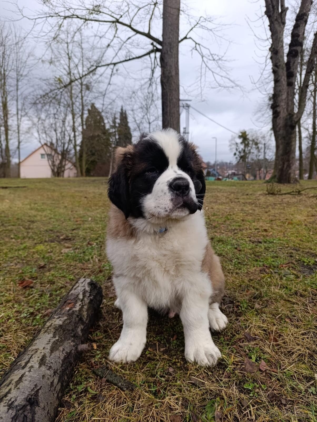 Bernardyn-szczenięta - 6